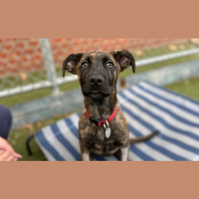 Photo of Deuce