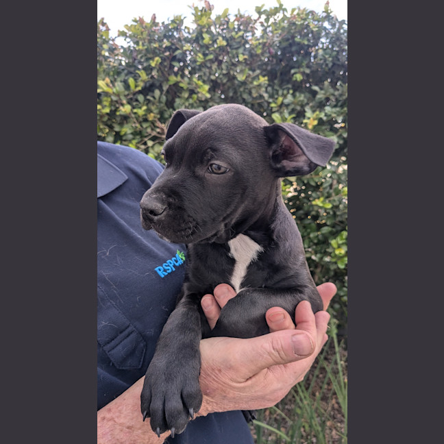 Photo of Comet