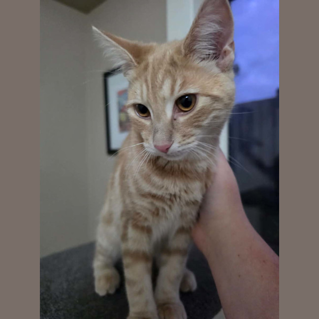 Photo of Nala