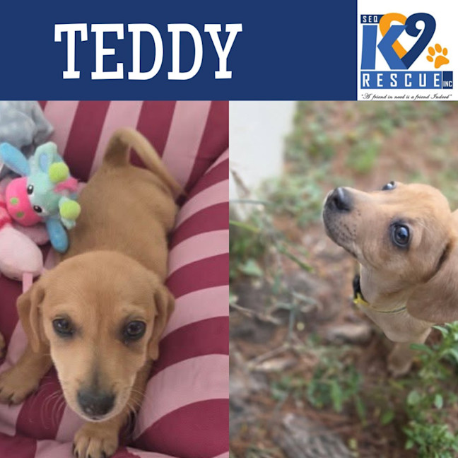 Photo of Teddy