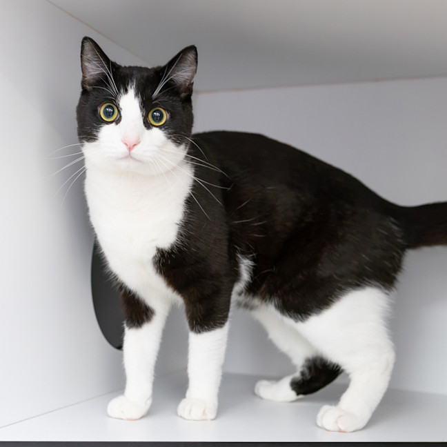 Photo of Domino