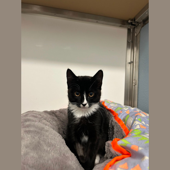 Photo of Nova