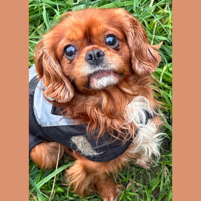 Photo of Duke 