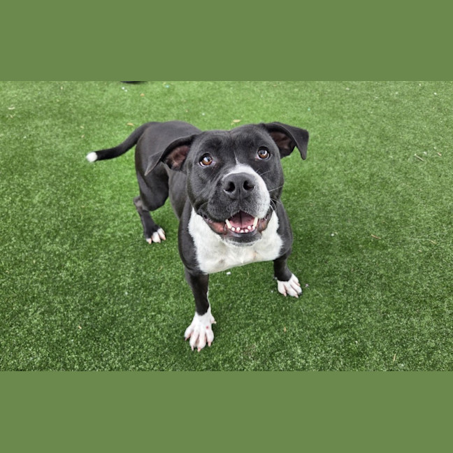 Photo of Bella Imp 718