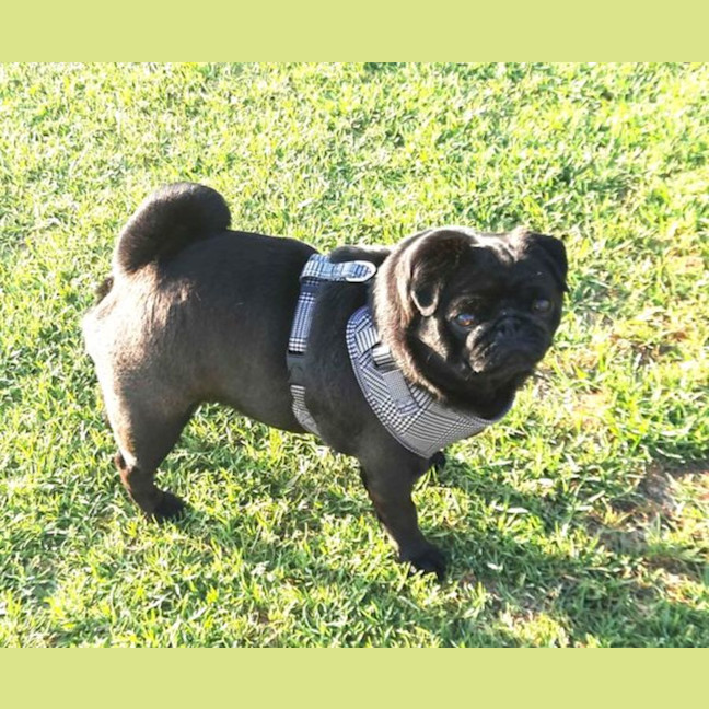 Photo of Ce Ce Pug