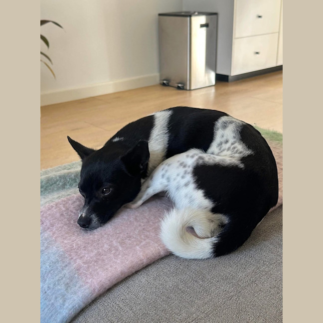 Photo of Jiminy Cricket