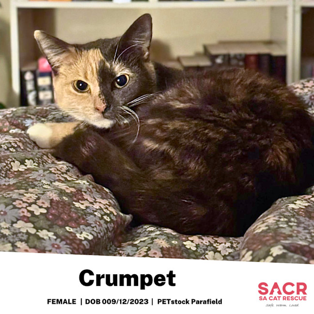 Photo of Crumpet