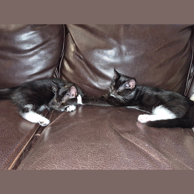 Photo of Oreo & Ivy  3 Month Old Domestic Short Hair 