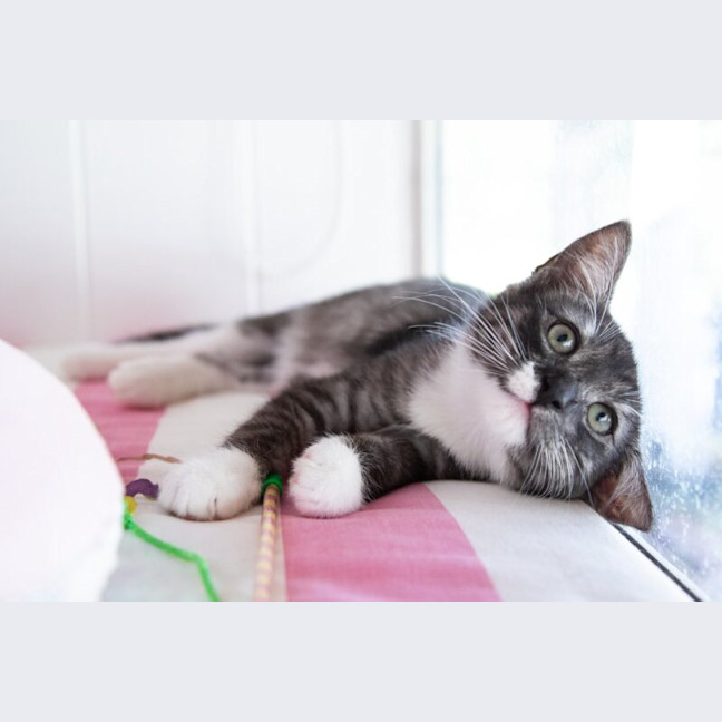 Photo of Zorro