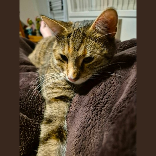 Photo of Tilly   2 Year Old Domestic Short Hair