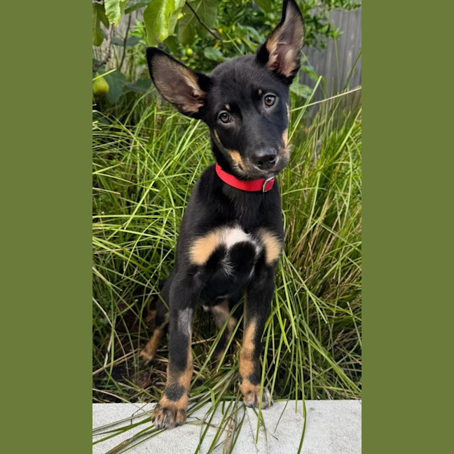 Photo of Raptor