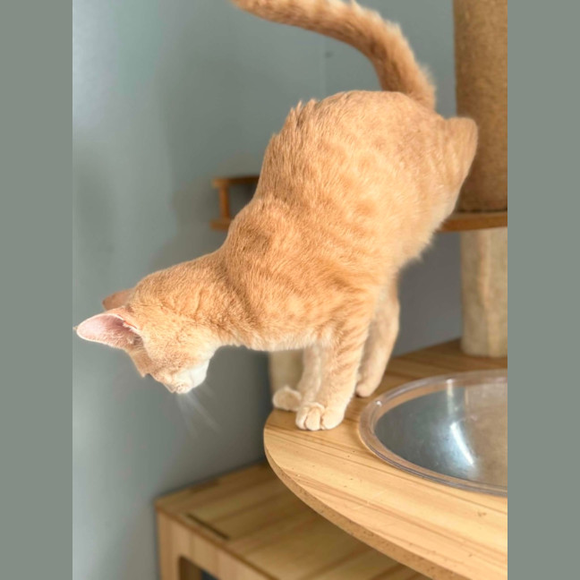 Photo of Dexter
