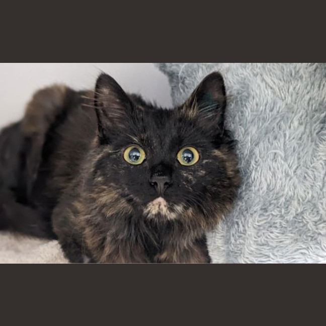 Photo of Persephone