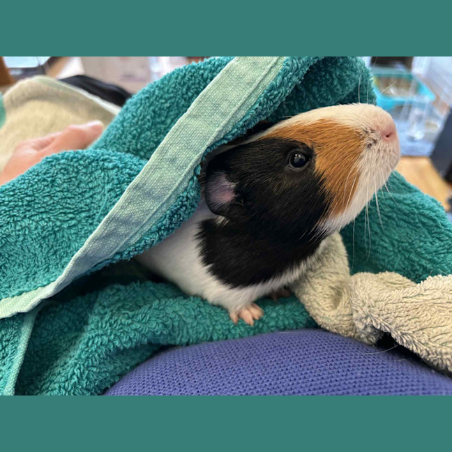 Photo of Bertie Boy