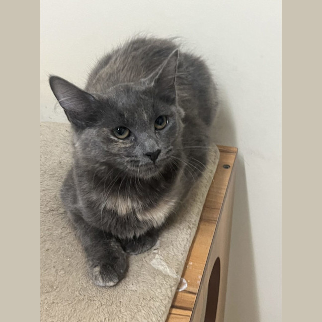 Photo of Bobby   Now At Pet Quarters Broadmeadow