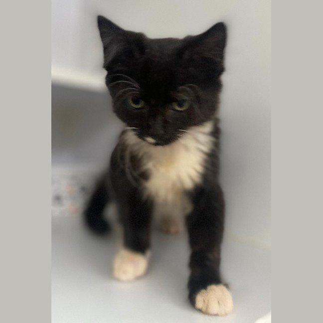 Photo of Buzzie (9968)