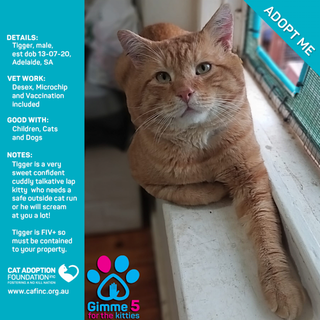 Photo of Tigger Adoption Fee Waived!