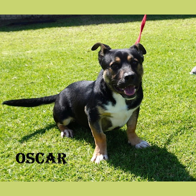 Photo of Oscar