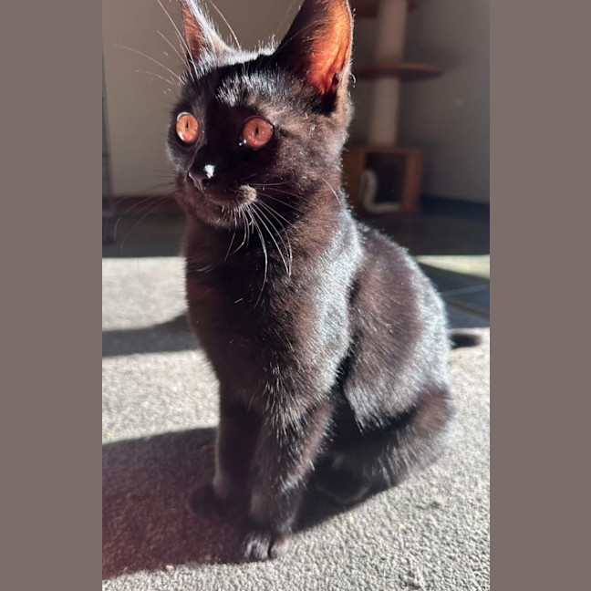 Photo of Toothless