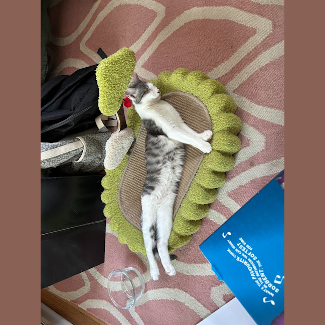 Photo of Annie