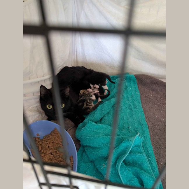 Photo of Ellie (Feral For Farm)
