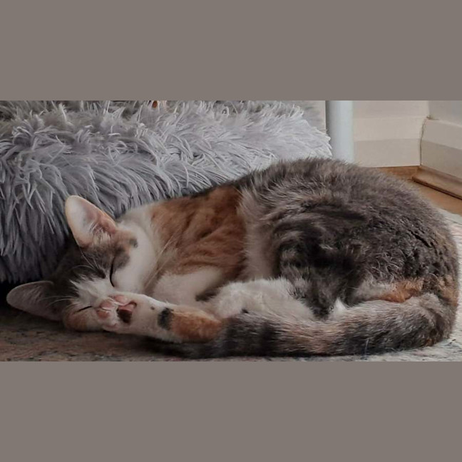 Photo of Cindy *9 Lives Project Rescue*