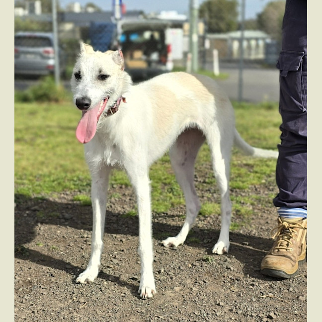 Photo of Tilly (64148)
