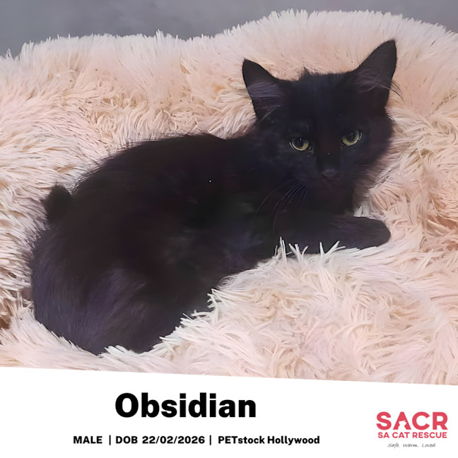Photo of Obsidian