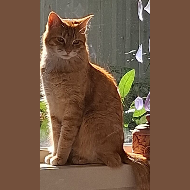Photo of Rusty