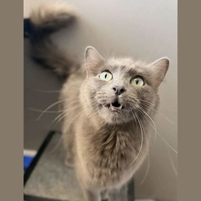 Photo of Luna
