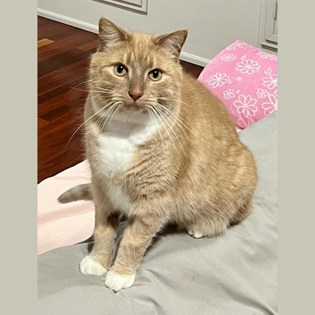Photo of Boo
