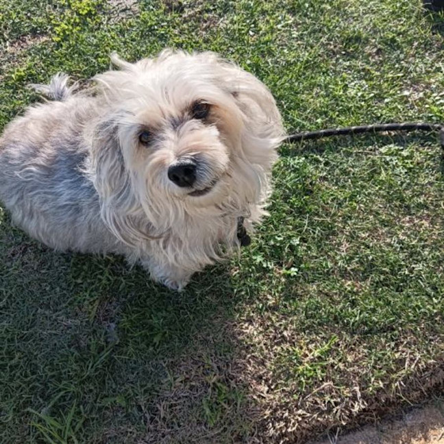Photo of Indie 