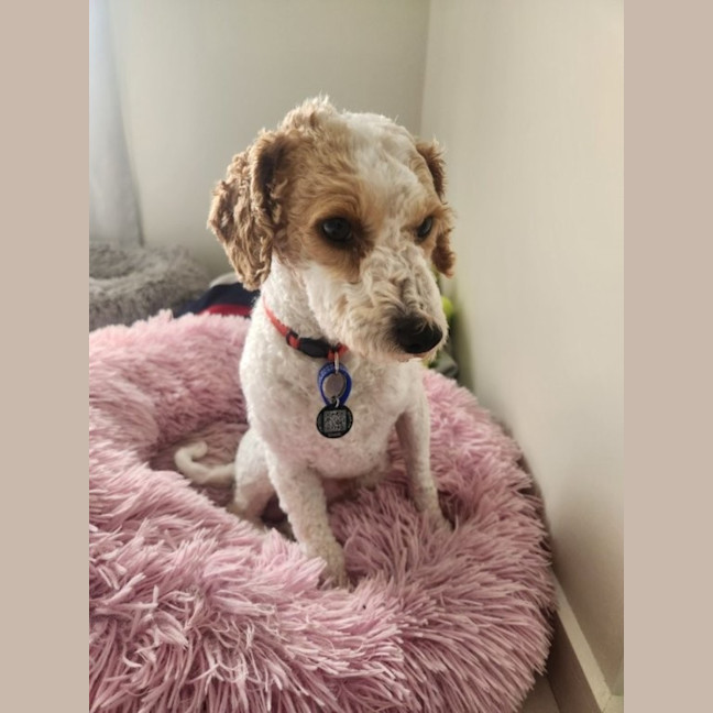 Photo of Derek   2 Year Old Mini Poodle