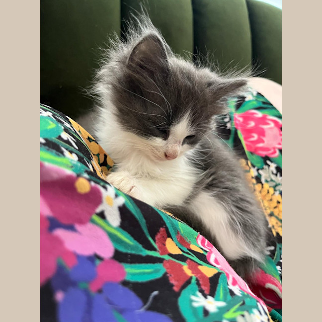 Photo of Smudge