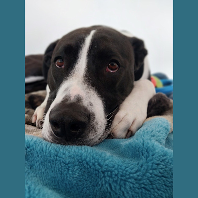 Photo of Jazzie *$150 Adoption Fee*