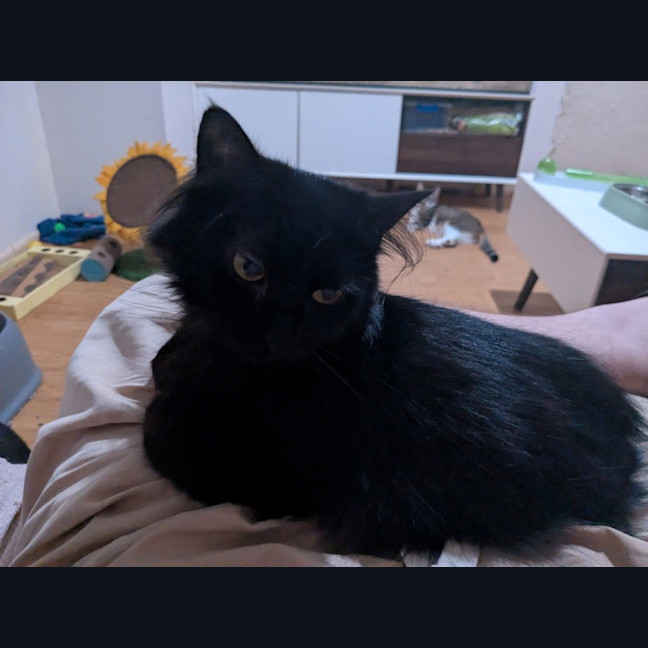 Photo of Belle