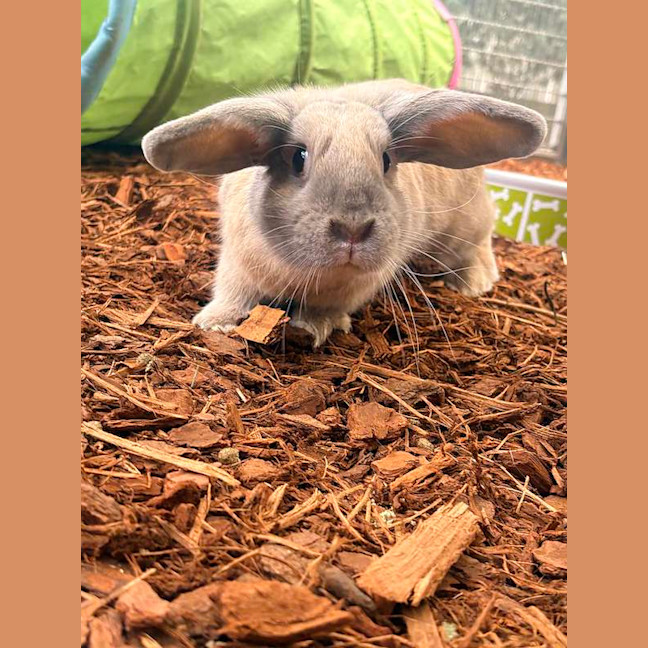 Photo of Acorn