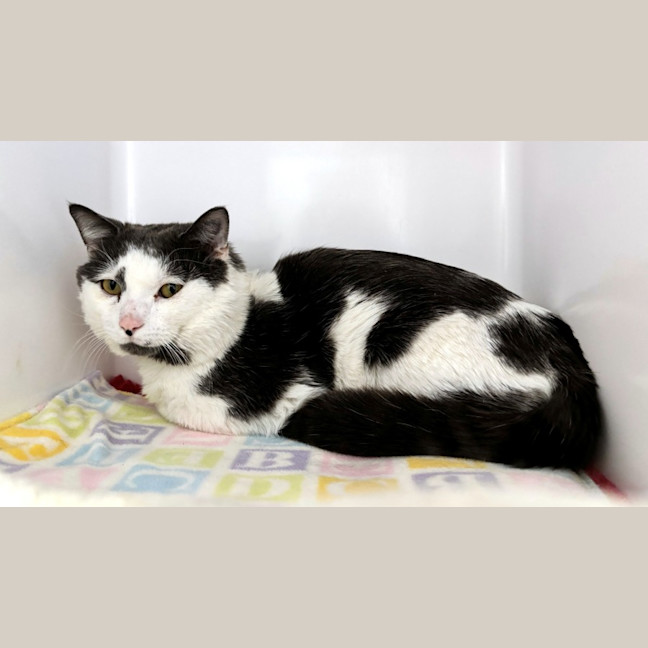 Photo of Walter Sta014410