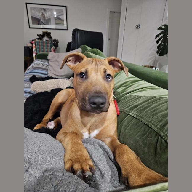 Photo of Jose' (Was Buster)