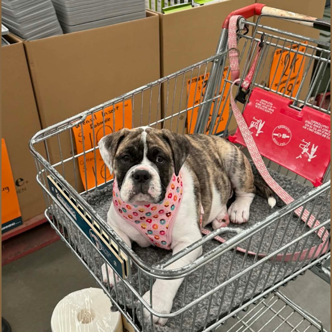 Photo of Lexi   6 Month Old Australian Bulldog