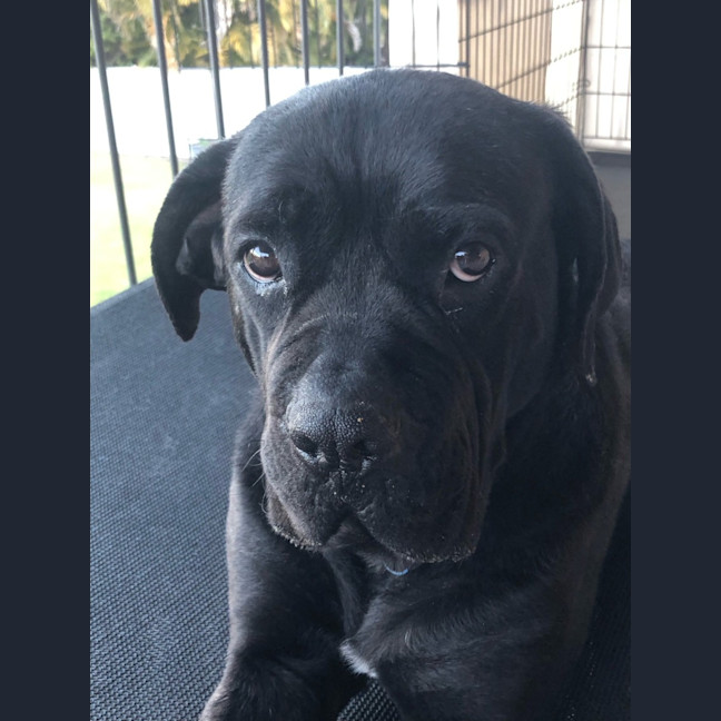 Photo of Julie *$350 Adoption Fee*