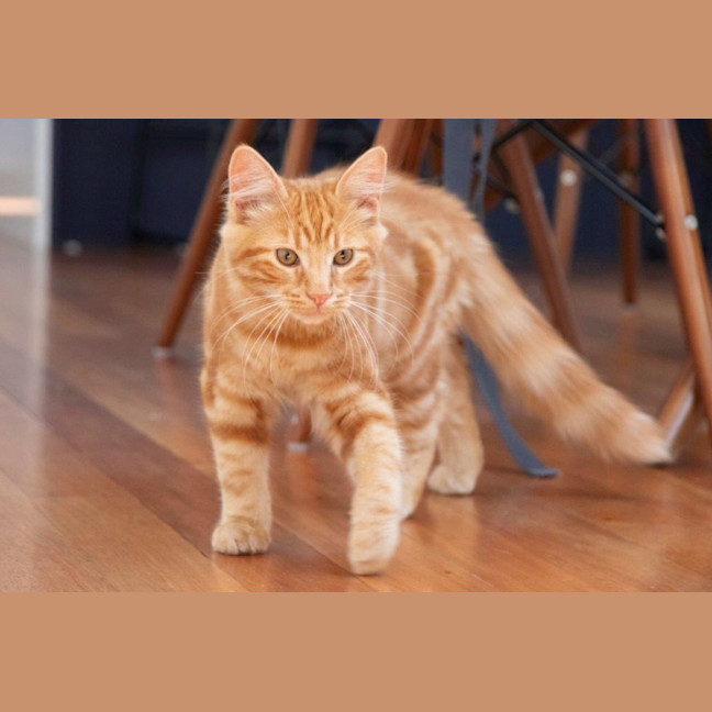 Photo of Hansel Moriarty