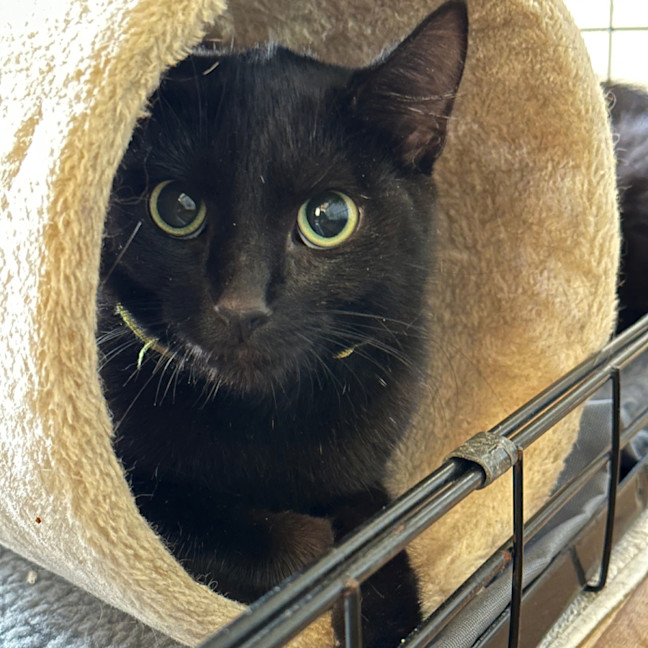 Photo of 🐭 Inky 🐭