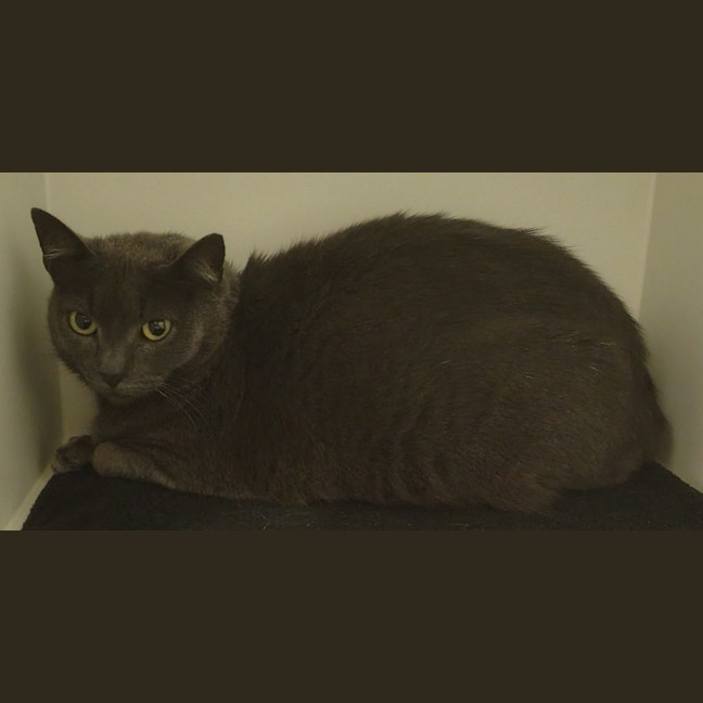 Photo of Phantom