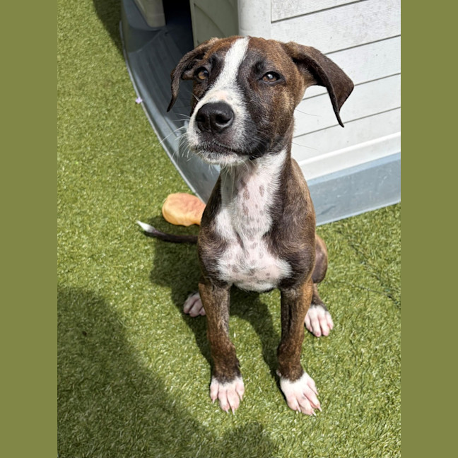 Photo of D1275 Paige