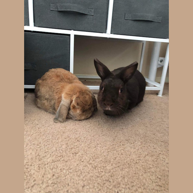 Photo of Fluffy (With Peter)