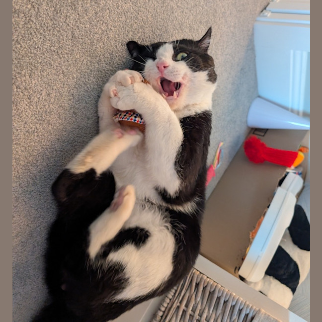 Photo of Benji