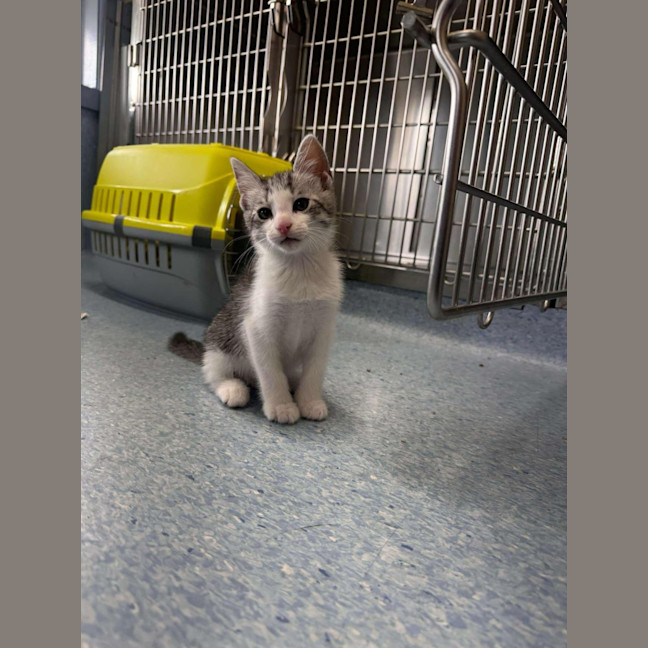 Photo of Azriel   Located In Kew