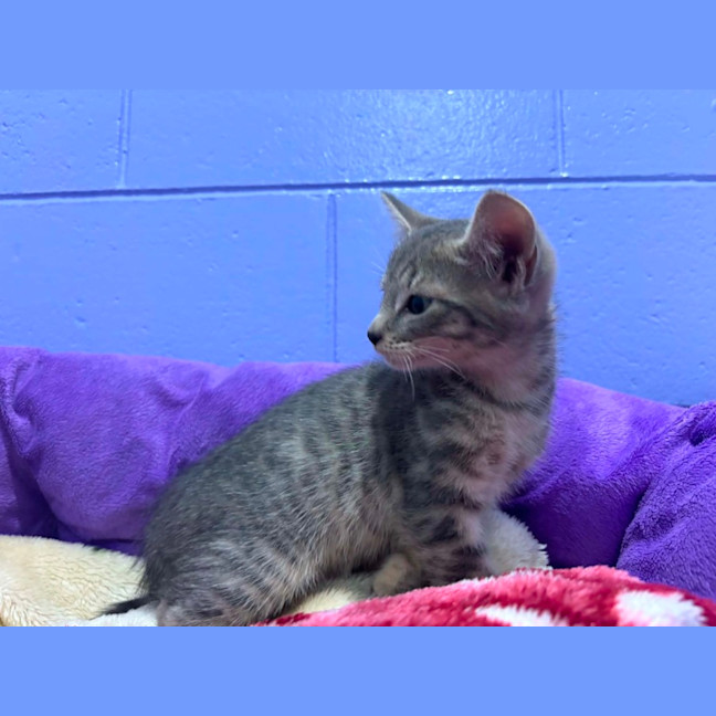 Photo of Frodo 
