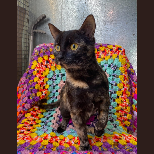 Photo of Cinders
